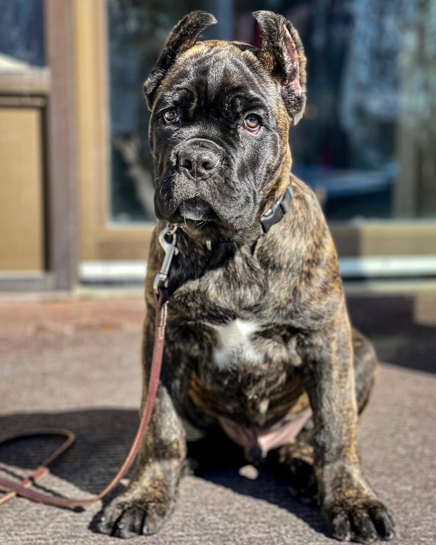 Argo, a brindle Cane Corso puppy with natural ears, male, 10 weeks old