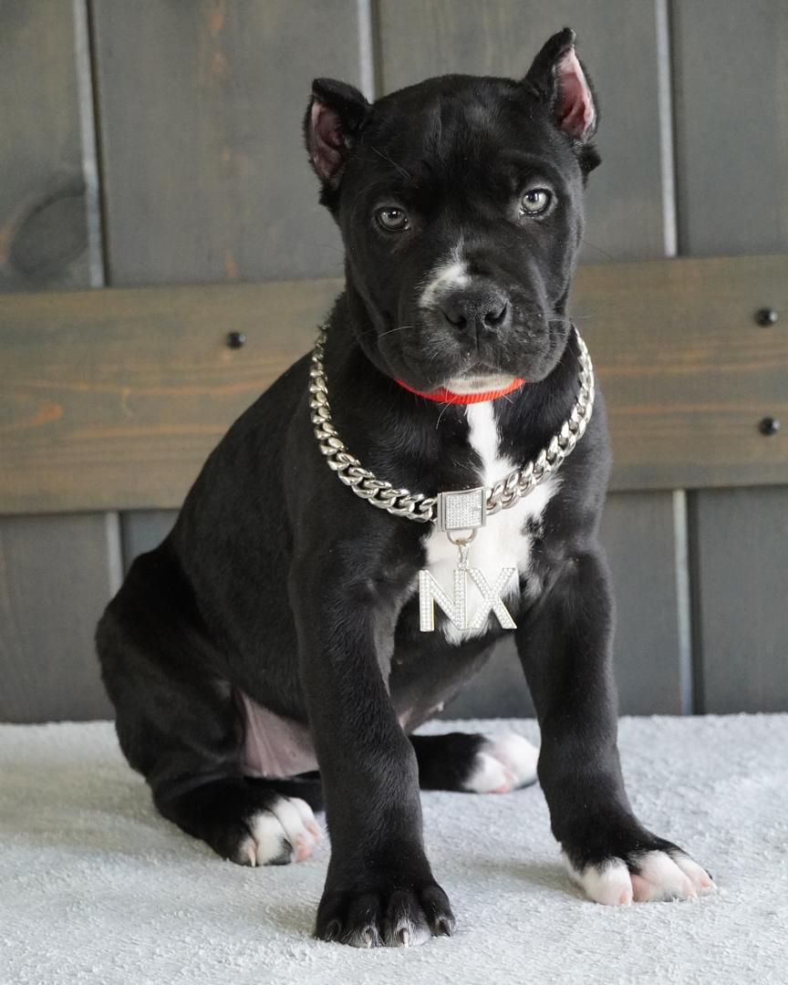Hera, a black Cane Corso puppy with cropped ears, female, 12 weeks old