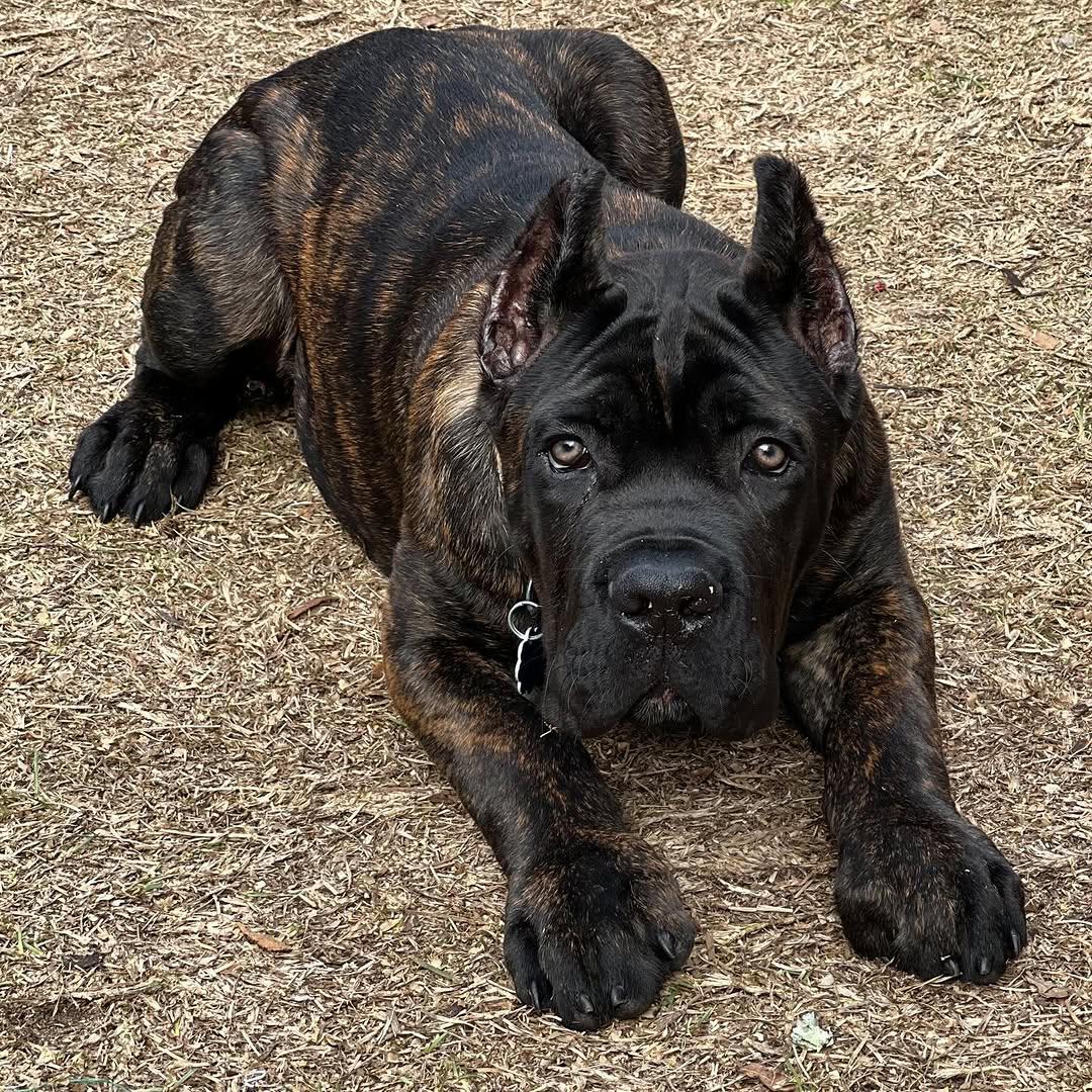 Koa, a dark brindle Cane Corso puppy with cropped ears, male, 10 weeks old