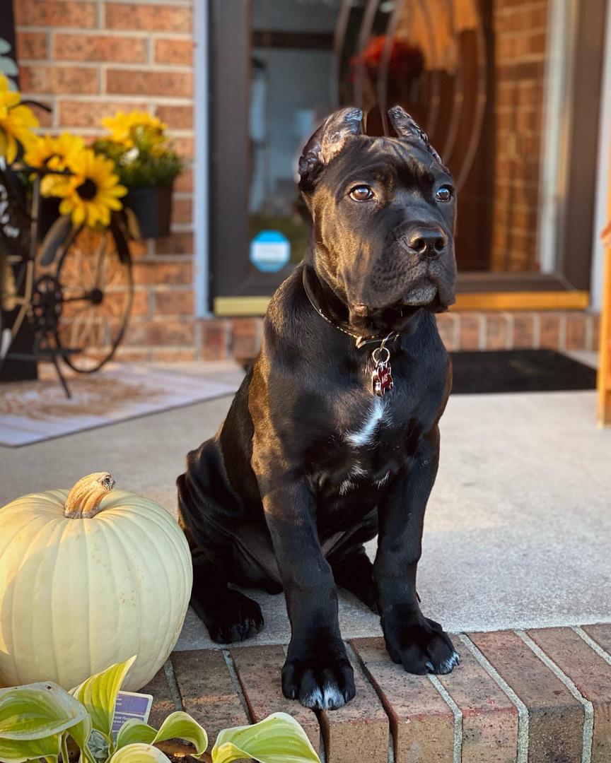 Nas, a black Cane Corso puppy with cropped ears, male, 11 weeks old