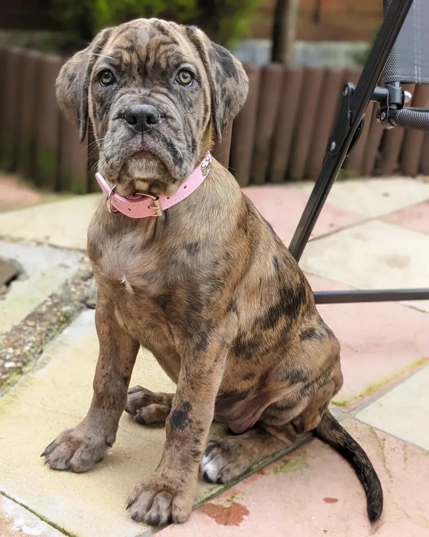 Ronnie, a fawn brindle Cane Corso puppy with natural ears, female, 10 weeks old