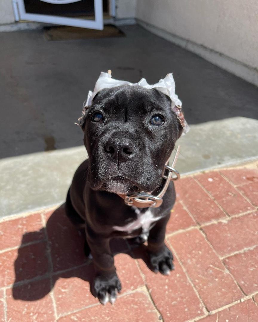 Smith, a black Cane Corso puppy with cropped ears, male, 8 weeks old