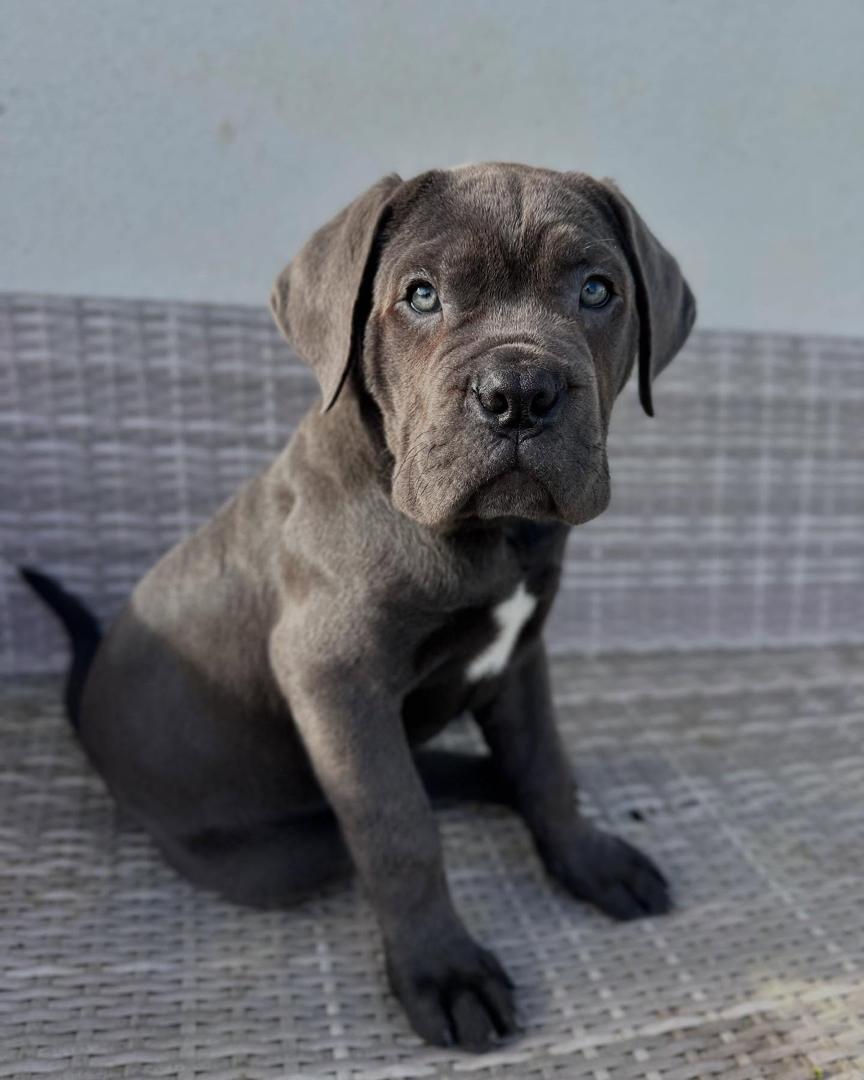 Vaiko, a grey Cane Corso puppy with natural ears, male, 9 weeks old